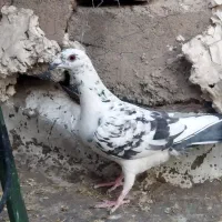 چند عدد شکار