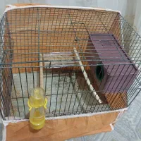 یک جفت مرغ عشق|پرنده|مبارکه, |دیوار