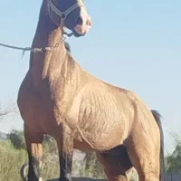 اسب نریان درهشوری کره شکار شریف