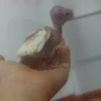 طوطی عروس هلندی ۲۵ روزه سرلاکی