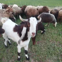 نر بزنجدی|حیوانات مزرعه|کنگاور, |دیوار