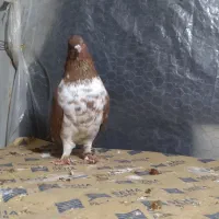 کبوتر قرمز پرشی از نسل گرگی|پرنده|قائمشهر, |دیوار