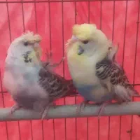 مرغ عشق پروانه ای|پرنده|بندرعباس, |دیوار