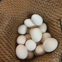 تخم مرغ محلی گلین ریشی