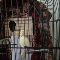 عروس هلندی|پرنده|محمدشهر, محمدشهر|دیوار