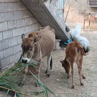 عبودی|حیوانات مزرعه|شادگان, |دیوار