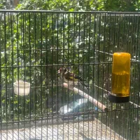 فروش سره جفتی قناری سره