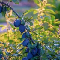 ارائه نهال آلو سیاه خورشتی