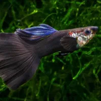 ماهی گوپی مولد.|ماهی|مبارکه, |دیوار