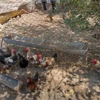 خروس
