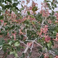 فروش باغ پسته|فروش دفتر صنعتی، کشاورزی، تجاری|تربت‌حیدریه, پائین ولایت|دیوار