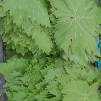 برگ انگور درجه یک