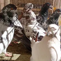 ذاغ و پرشی|پرنده|اصفهان, بهارستان|دیوار