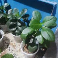 چند مدل گل|گل و گیاه طبیعی|خرمآباد, |دیوار