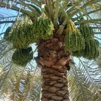 ادلی نخل