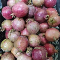 عرضه مستقیم انار از باغ|خوردنی و آشامیدنی|تهران, آهنگ|دیوار