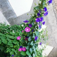 اجاره.خانه همکف حیاط دار برای دوستار طبیعت|اجارهٔ خانه و ویلا|باسمنج, |دیوار