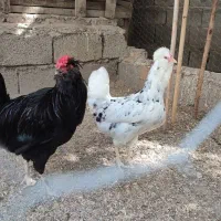 تخم مرغ گلین