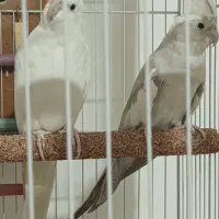 یک جفت عروس هلندی مولد