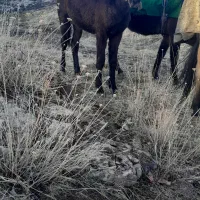 نریان۱۰ماهه