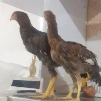 لاری ۴ماهاهه
