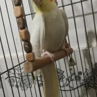 یک جفت عروس جون مرتب