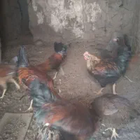 مرغ و خروس