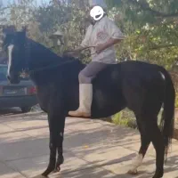 تروبرد خوش اخلاق|اسب و تجهیزات اسبسواری|مشهد, فرهنگ|دیوار