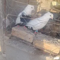 جفت دمبی سیاه به شرط