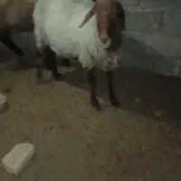 میش با بره ماده