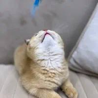 فروش اسکاتیش فولد گلد|گربه|آمل, |دیوار