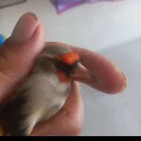 سهره قناری فنچ|پرنده|تهران, توحید|دیوار