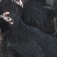 مرغ سیاه ی دست بهترین نژاد واس تخگذاری