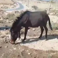 فروشی|حیوانات مزرعه|مسجد سلیمان, |دیوار