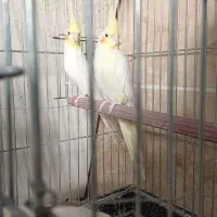 عروس هلندی|پرنده|محلات, |دیوار