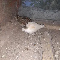 بلدر چین