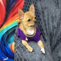 سگ شیواوا ماده|سگ|شهریار, شهرک شاهد|دیوار