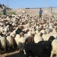 بره گوسفند فروشی درجه یک شبانه روزی|حیوانات مزرعه|شاهین‌شهر, خانه کارگر|دیوار