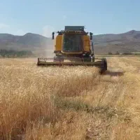 گندم جو محلی فروشی