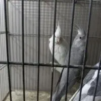 عروس هلندی|پرنده|کرج, اخترآباد|دیوار