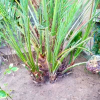 فروش پاجوش برحی اصل