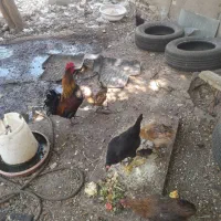 فروش مرغ