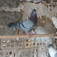 یک عدد کفتر کاشونی سبز