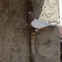 باسلام پنج عددکفتربینظیرخوشکل خوشتیپ همه سرندی|پرنده|شیراز, وزیرآباد|دیوار