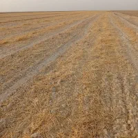 سلام-چهل-هکتار-زمین-کشاورزی-برای-پنج-سال-اجاره