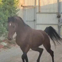 نریون عرب مدرکدار