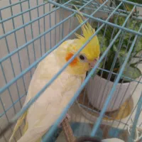 یک عدد عروس هلندی هفت تخمه ماده