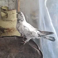 کبوتر پرشی|پرنده|قیدار, |دیوار