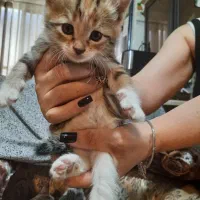 واگذاری گربه|گربه|اندیشه, شهرک کوثر|دیوار