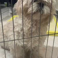 سگ فروشی نژاد شیتزو|سگ|بومهن, |دیوار